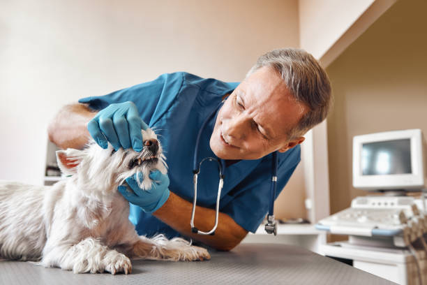 Best Chipped Tooth Repair Near Me  in North Gates, NY